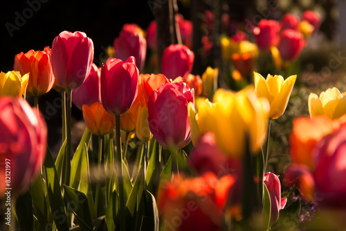 Fototapeta tulipan roślina natura