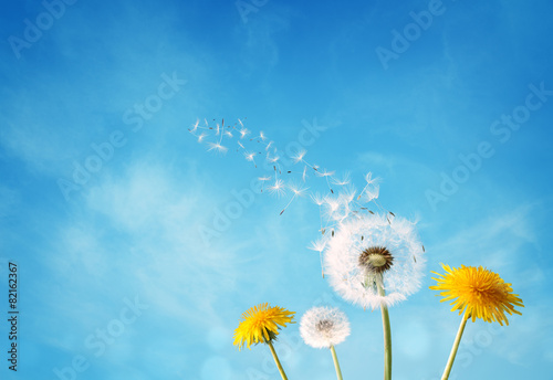 Fototapeta natura lato pyłek łąka świeży