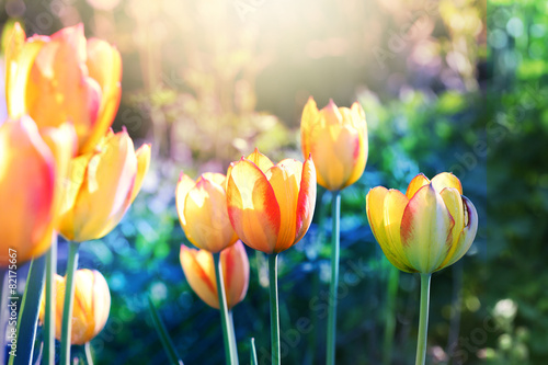 Fotoroleta vintage lato tulipan