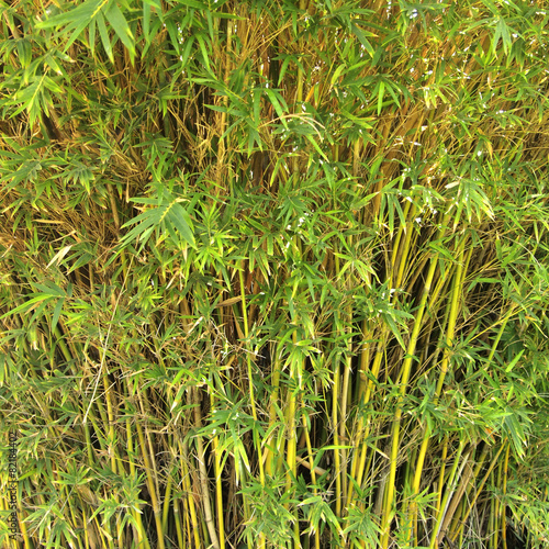 Fotoroleta bambus tropikalny natura