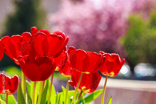 Plakat piękny ogród natura tulipan