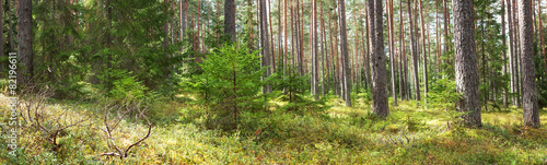 Fotoroleta roślina piękny estonia dziki