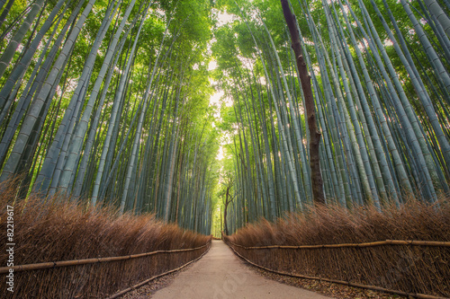 Fotoroleta ogród bambus japonia natura
