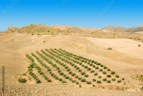 Fotoroleta wiejski krajobraz włochy owoc