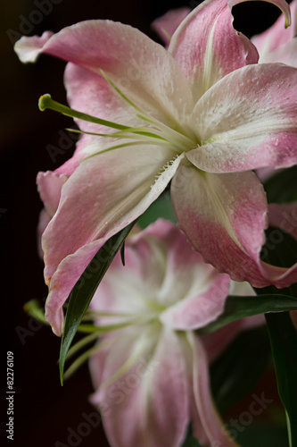 Fototapeta kwiat bukiet sprężyna kwiatowy