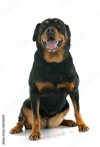 Fotoroleta pies zwierzę duża dorosły