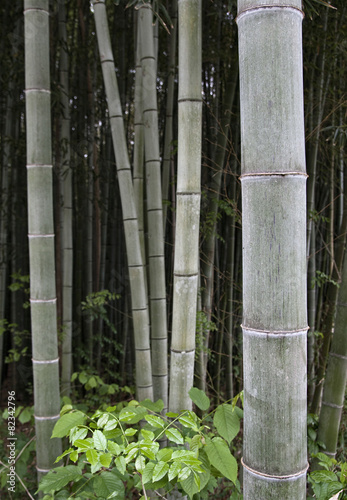 Fotoroleta bamboo plants