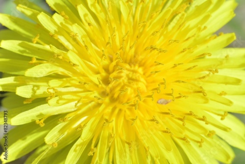 Fototapeta kwiat makro biały cios sprężyna