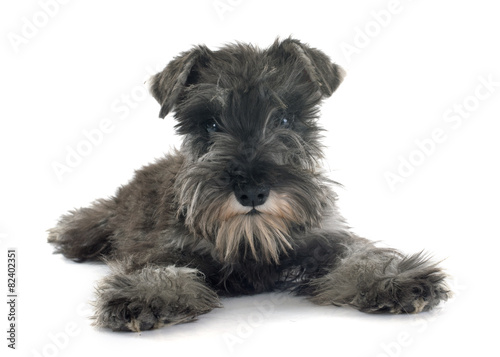 Fotoroleta pies zwierzę szczenię