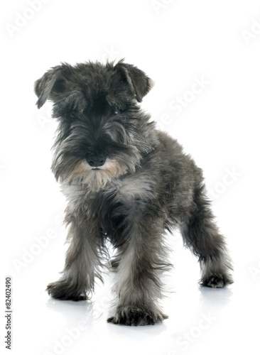 Fototapeta pies szczenię zwierzę studio