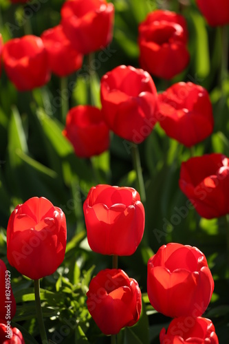 Plakat kwiat natura ogród tulipan