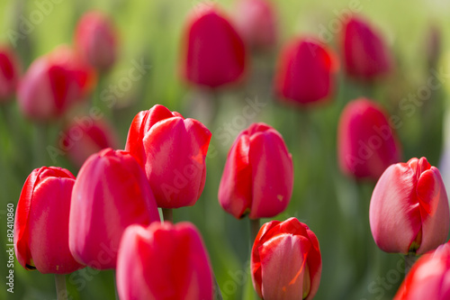 Naklejka roślina natura ogród kwiat tulipan