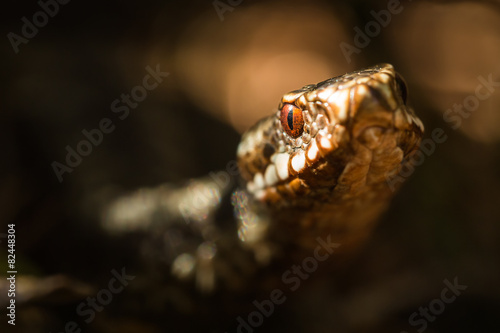 Fotoroleta ćwiczenie oko gad wąż patrzeć