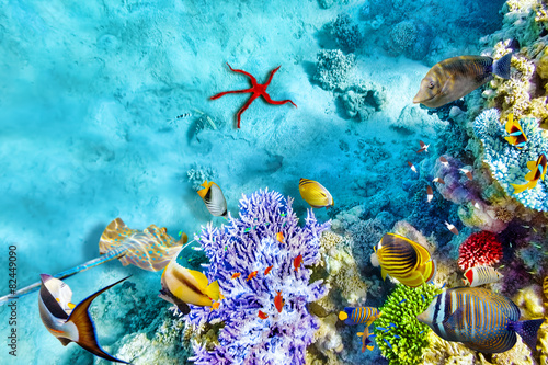 Fotoroleta egzotyczny karaiby podwodny koral