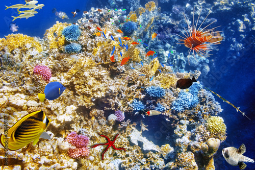 Plakat krajobraz filipiny ryba koral rafa