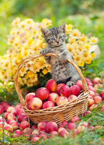Fototapeta Mały kociak w koszyku z jabłkami