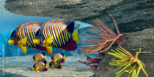 Fotoroleta zwierzę morskie tropikalny woda ruch rafa