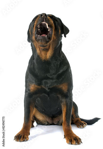 Obraz na płótnie Rottweiler