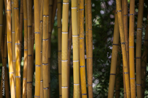 Fototapeta roślina las bambus natura