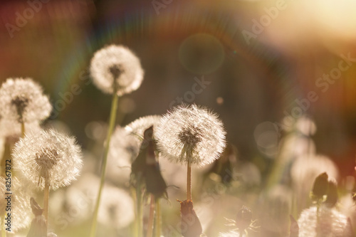 Fotoroleta pole świeży natura kwiat trawa