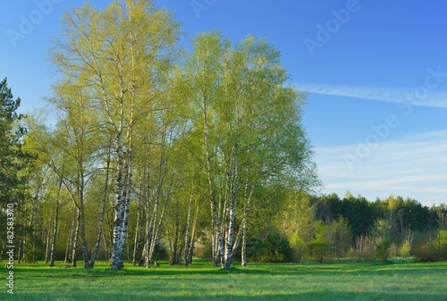 Fototapeta świt brzoza łąka krzew