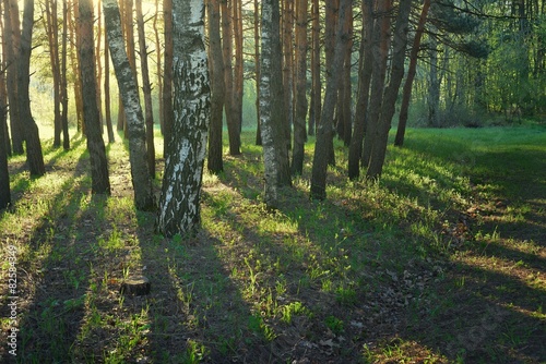 Fototapeta świeży drzewa kaukaz krzew polana
