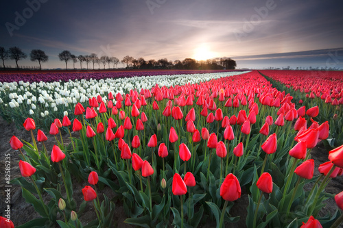 Naklejka tulipan łąka pole