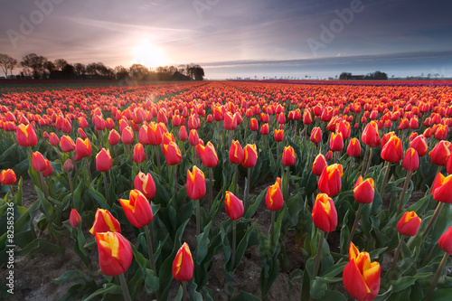 Obraz na płótnie tulipan widok pole