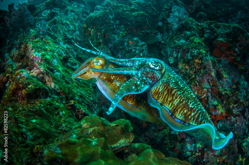 Fototapeta tropikalny zwierzę rafa podwodne