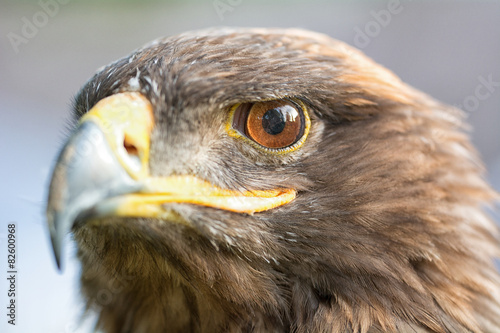 Fototapeta natura dziki ptak portret oko