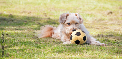 Fotoroleta Pies bawi się piłką, łąka