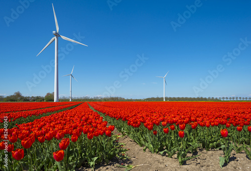 Fotoroleta natura kwiat tulipan