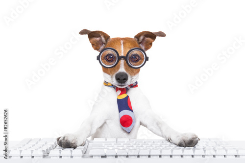 Plakat zwierzę pies komputer księgowego