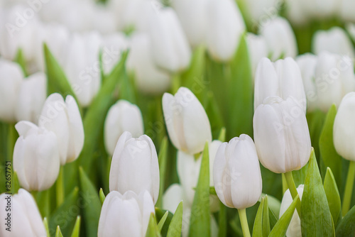 Plakat świeży tulipan ogród