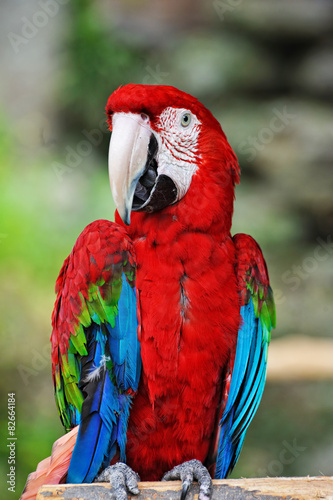 Plakat zwierzę twarz portret ptak ładny