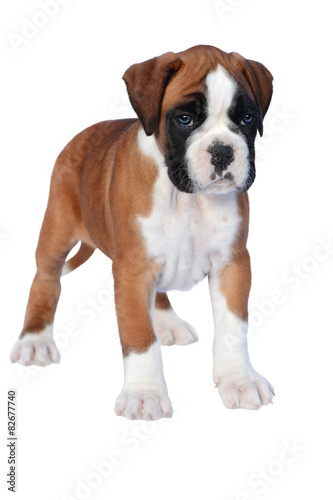 Fotoroleta ładny zwierzę pies szczenię