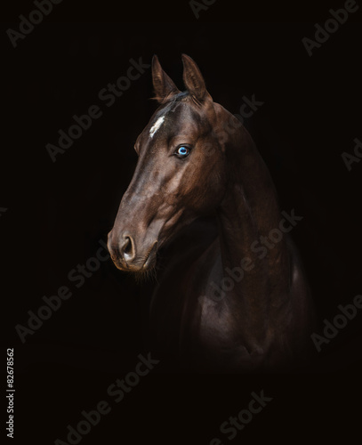 Naklejka portret klacz koń dziki
