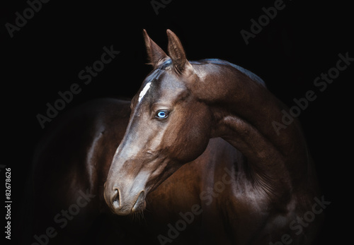 Fotoroleta koń klacz grzywa