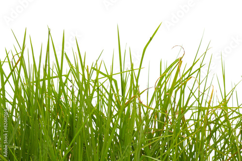 Naklejka roślina preria trawa