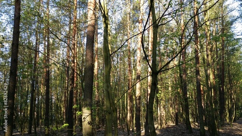 Fototapeta słońce lato drzewa las spacer