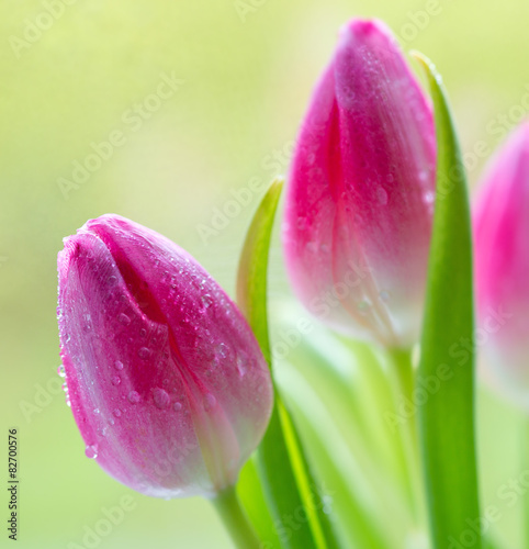 Fototapeta piękny świeży tulipan ogród kwiat