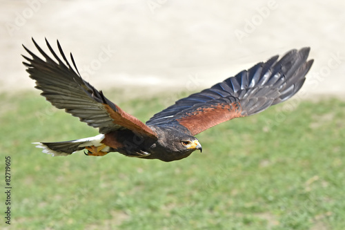 Fototapeta fauna ptak natura dziki zwierzę