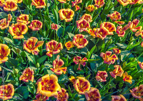 Obraz na płótnie Top view of the tulip flowers