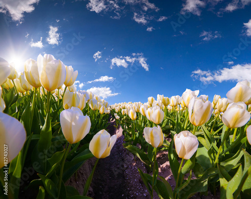 Fotoroleta roślina piękny wieś tulipan natura