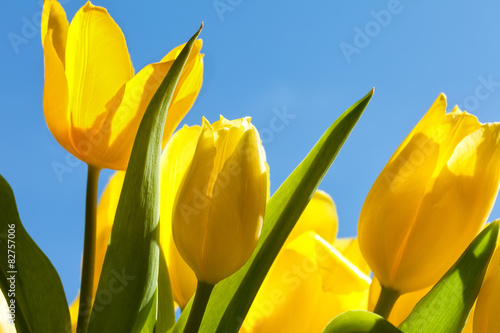 Plakat tulipan kwitnący bukiet lato