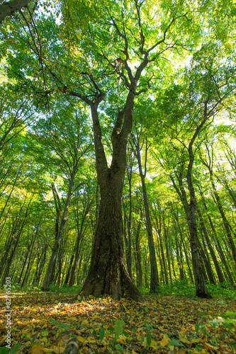 Obraz na płótnie Zielony las