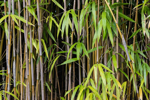 Fotoroleta roślina orientalne bambus azja roślinność