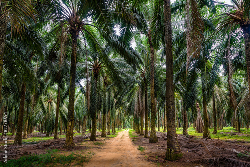 Fotoroleta drzewa azja ścieżka tropikalny
