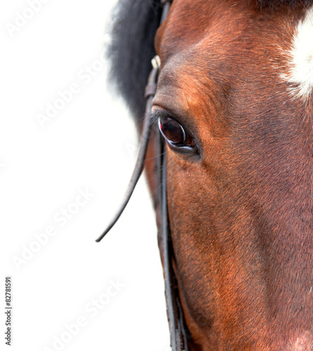 Fotoroleta zwierzę koń piękny