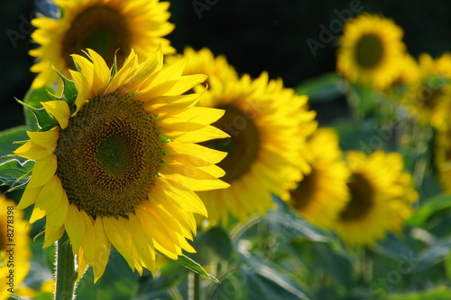 Fotoroleta kwiat słonecznik olej roślina